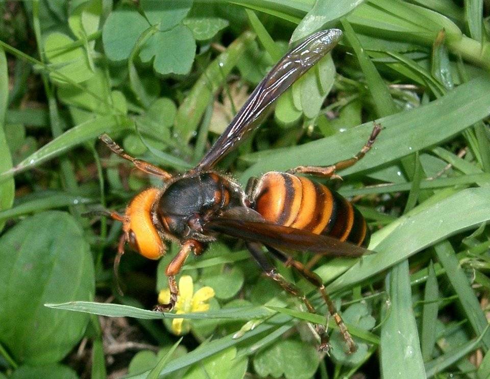 大黄蜂有毒吗图片