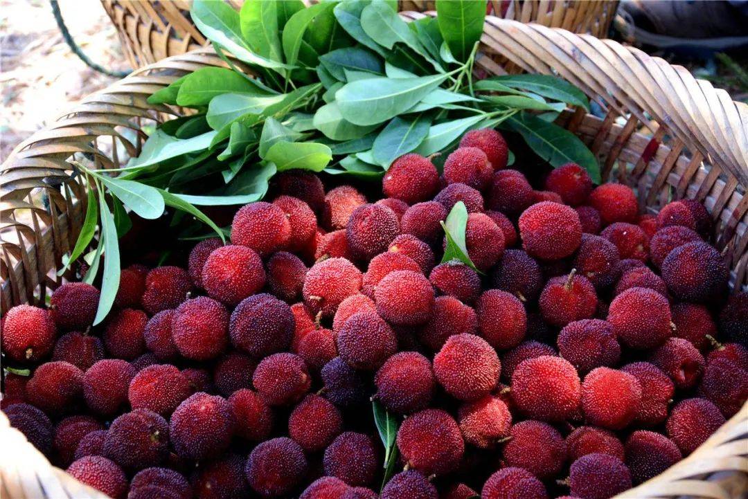 昆明周边14条杨梅采摘路线,让你感受夏天的味道!