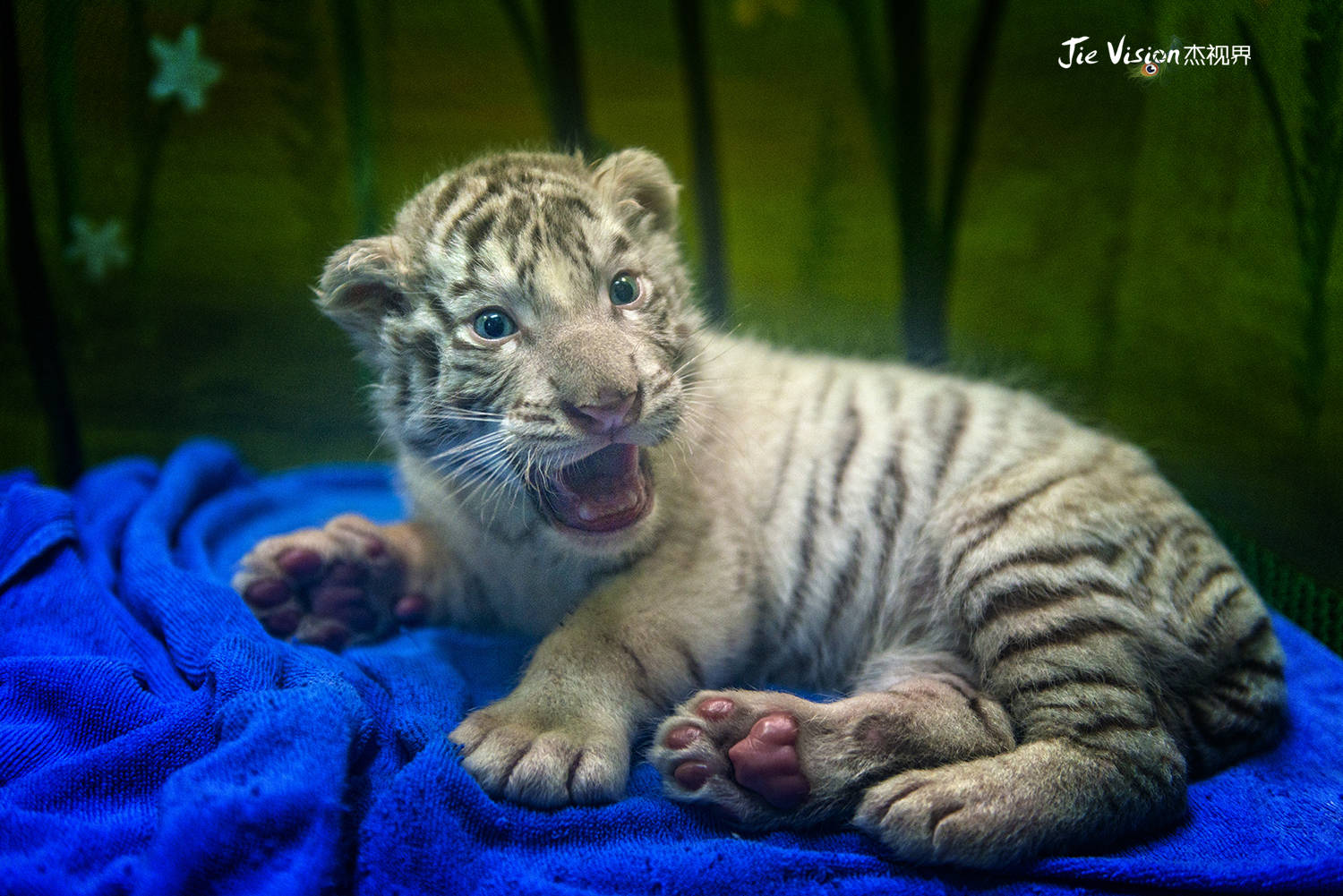 "小神兽"与"大神兽"的六一之约 广州长隆