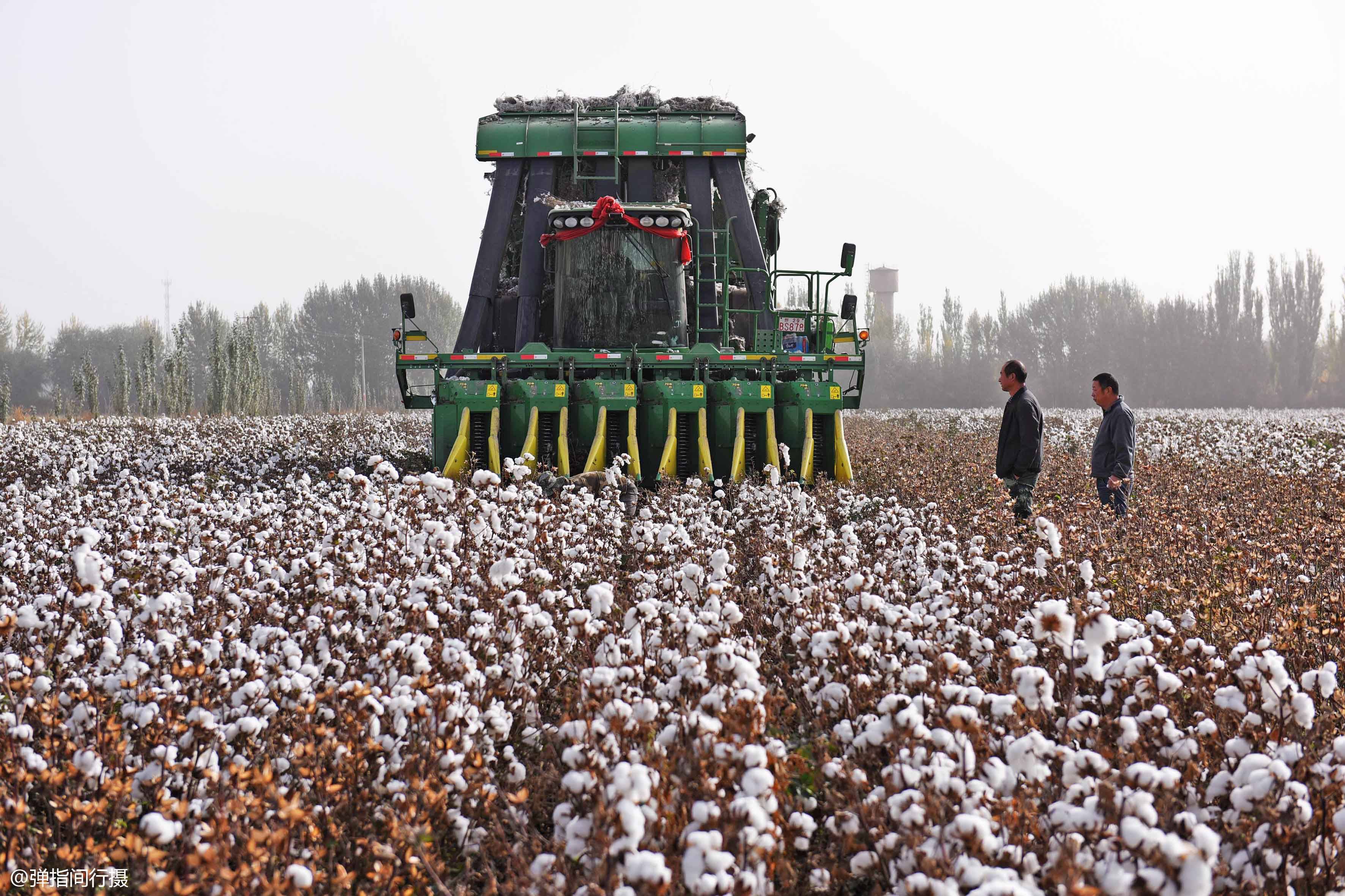 原创新疆棉花种植巨变昔日采棉大军争相淘金如今机器取代人工