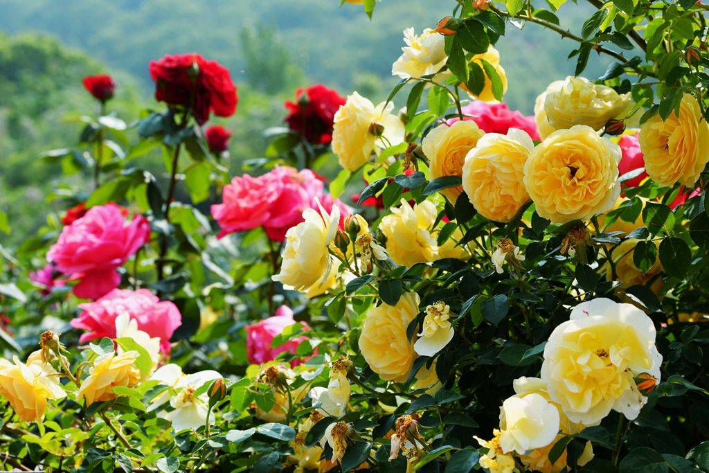 原创青岛五月的花海