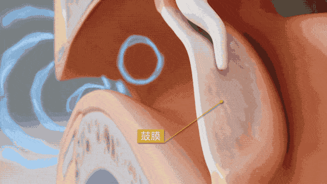 声音,是由物体振动产生的声波,由耳廓收集后传入耳道,引起鼓膜振动.