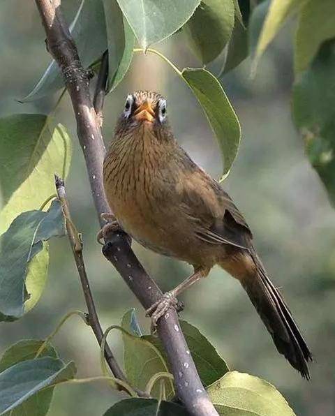 原创画眉鸟陪母的技巧