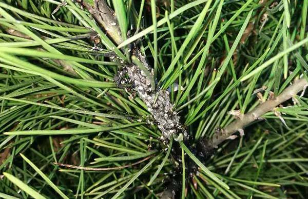 白皮松大量落针是怎么回事白皮松蛀干害虫落针病叶片发黄发干枝条干枯