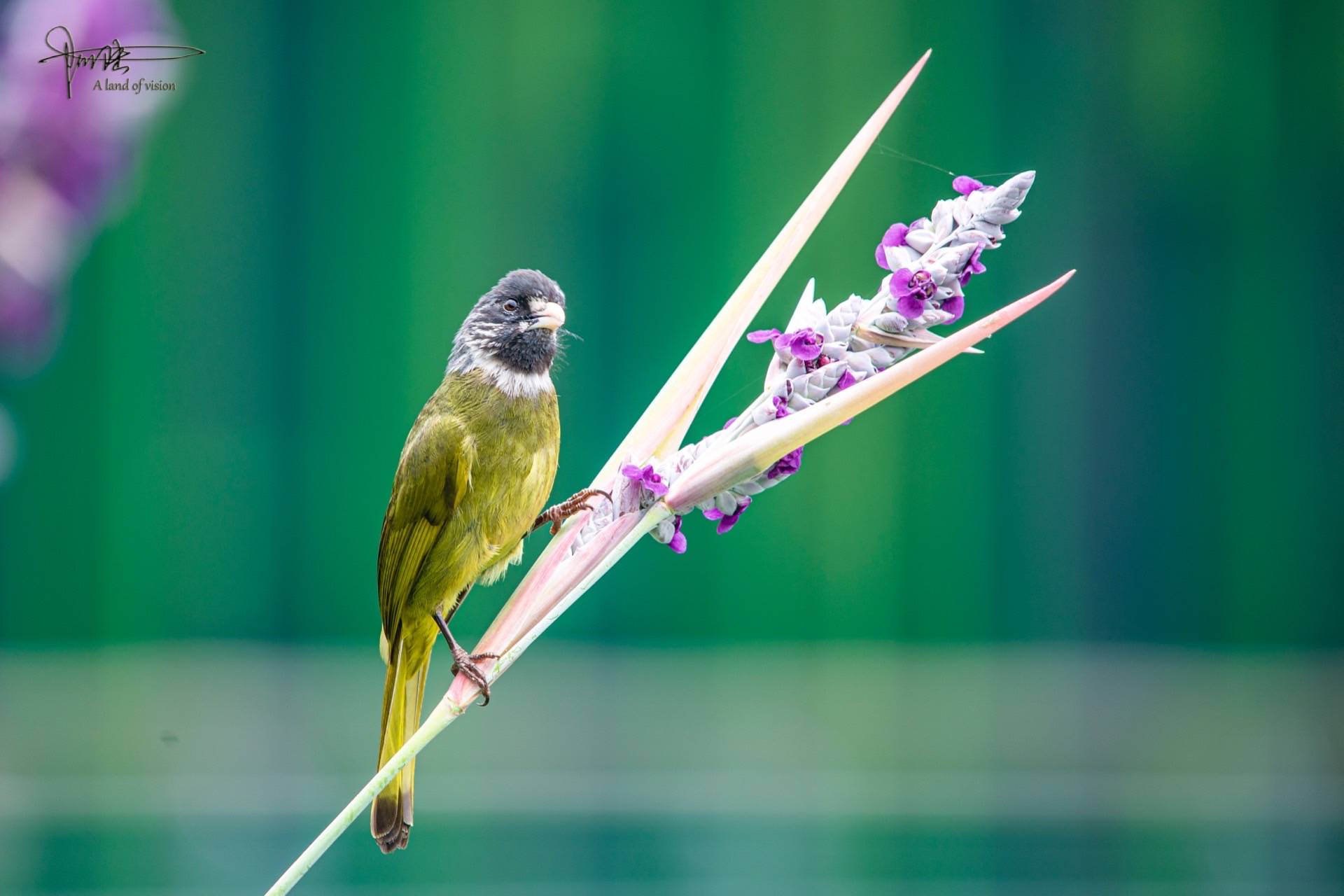 这种鸟在杭州有很多有时在小区和公园里也能看见