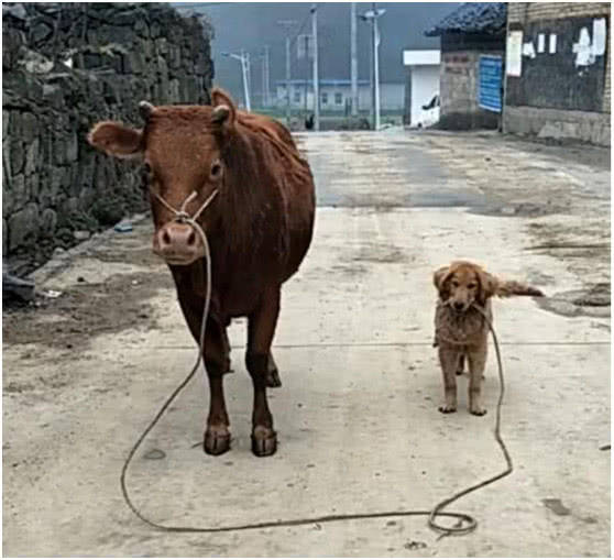 狗狗自告奋勇帮主人放牛,回来后主人傻眼了,网友:厉害了