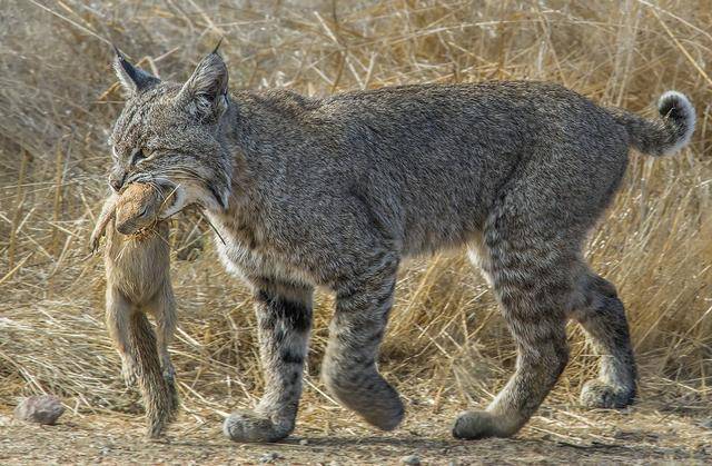 原创加拿大猞猁实力太差多次被鼬科击杀短尾猫替猫科挽回了颜面