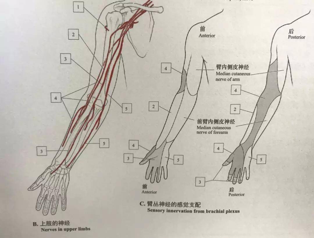 胳膊上麻筋在哪图解图片