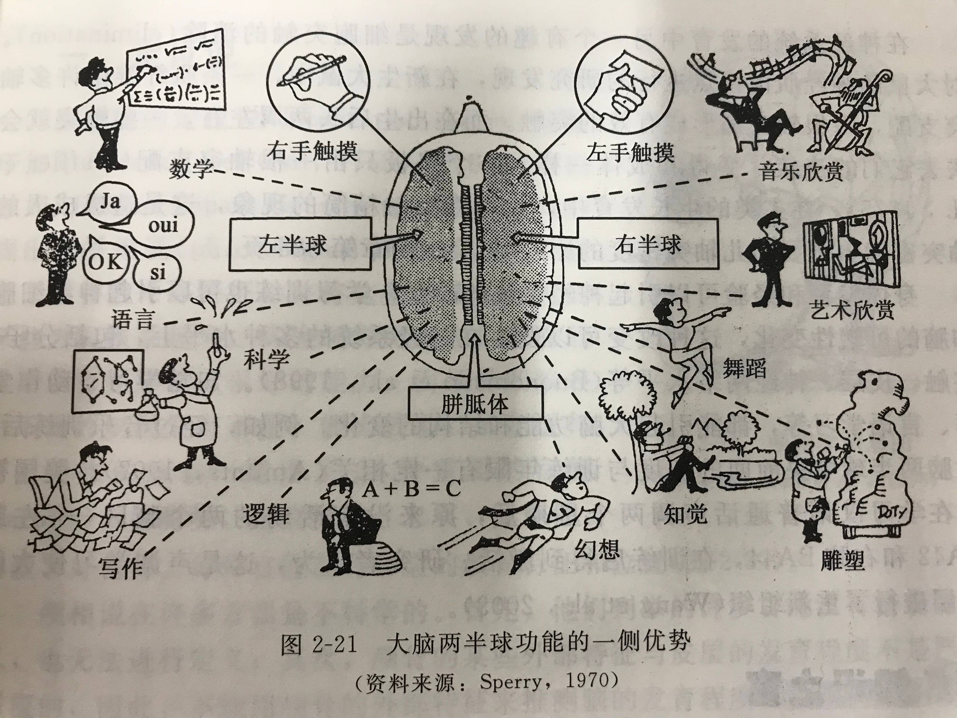 左右脑是完全分开的吗它们是不是高度对称答案颠覆你的认知