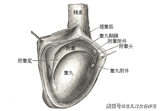 睾丸结构图(图片来自wiki)