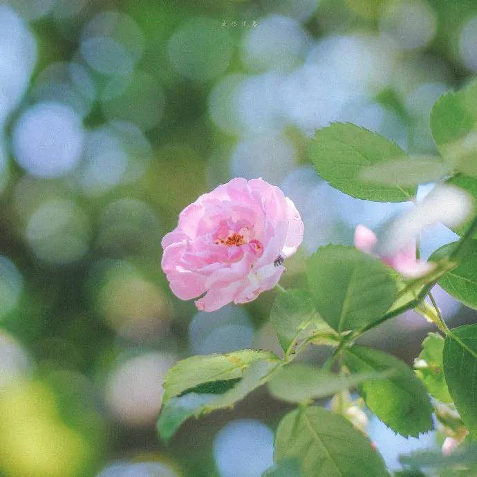 图片[19] - 【xizi被窝段子20200529】生活是苦难的 我又划着断桨出发 - xizi