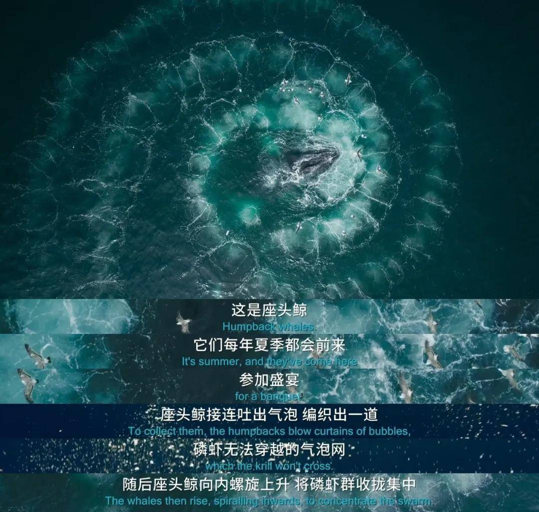 七個世界一個星球第一集南極洲極地生物與命運的賽跑