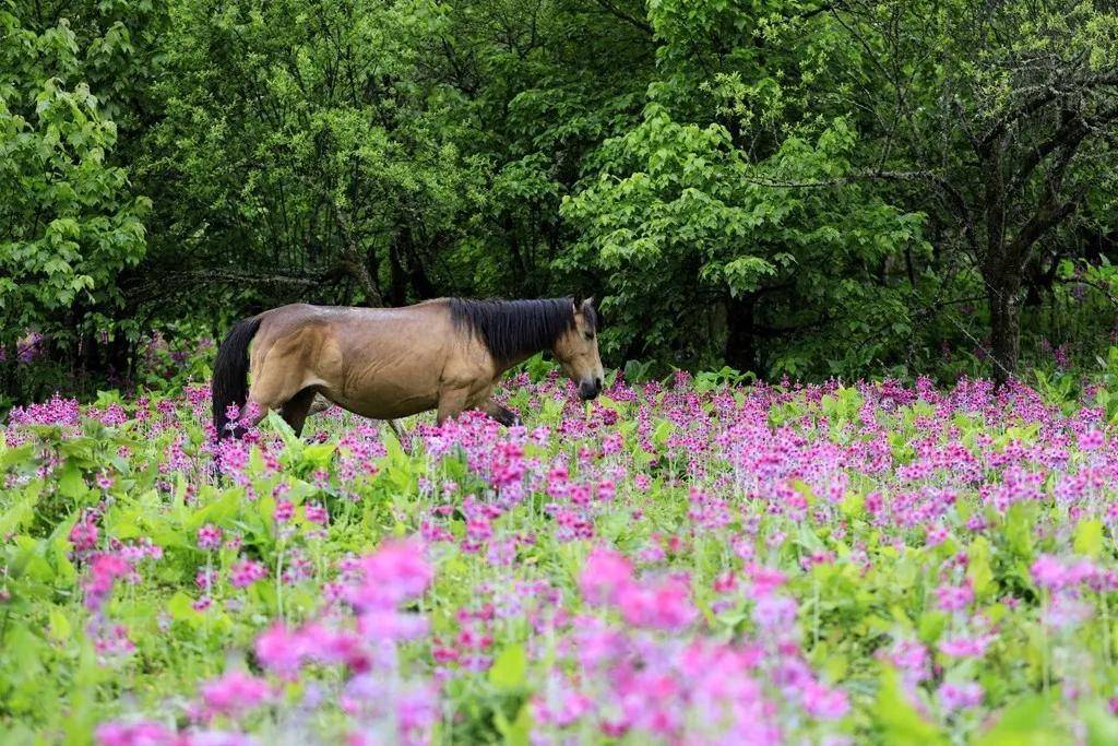 茶馬古道甘洛段 邂逅最美