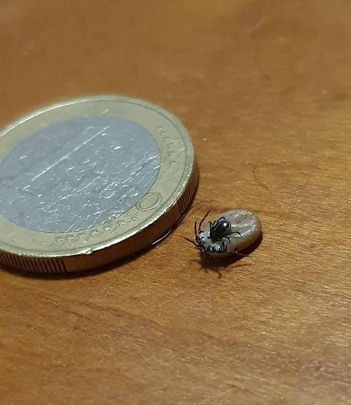 ▼ 小壁虱寄生在大壁虱身上, 真是一物降一物