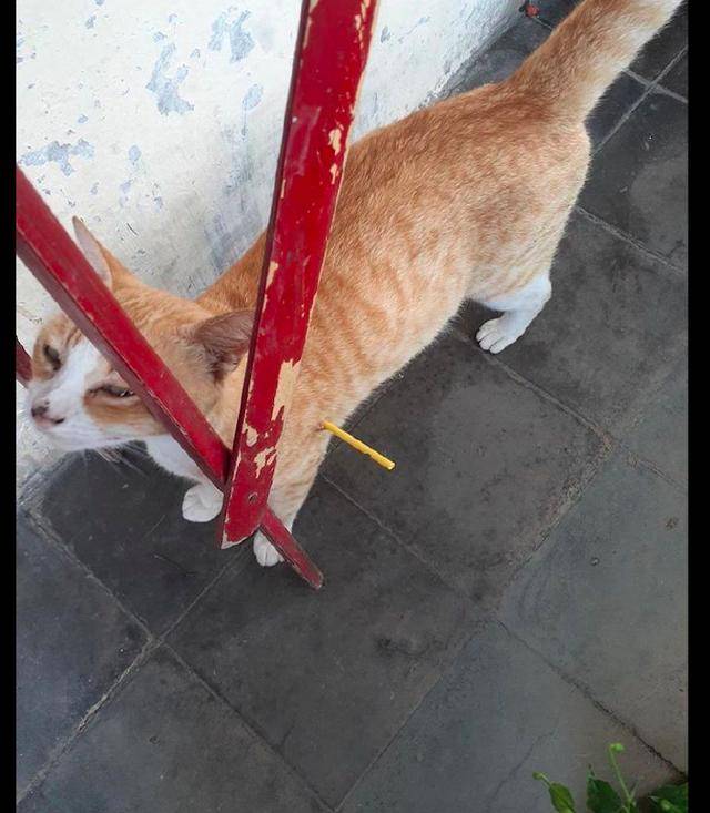 网友看见有根棒子插进了猫的身体还以为有人虐猫扒开一看笑了