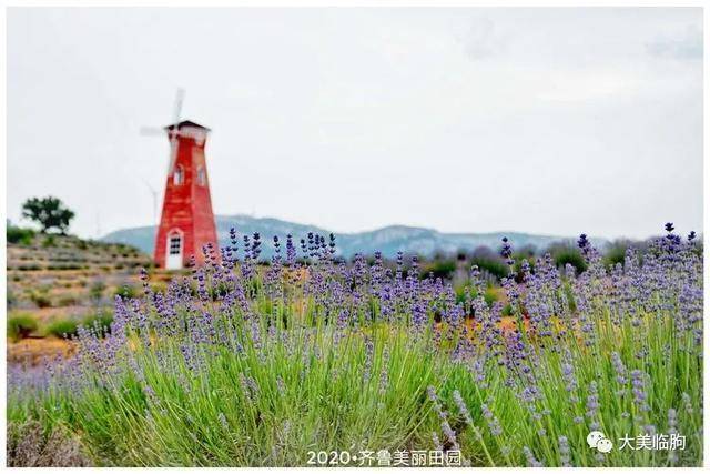 临朐九山宋香园已成花的海洋