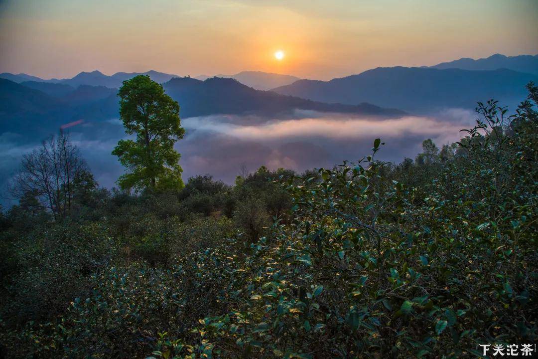 走进云南临沧茶区——懂过