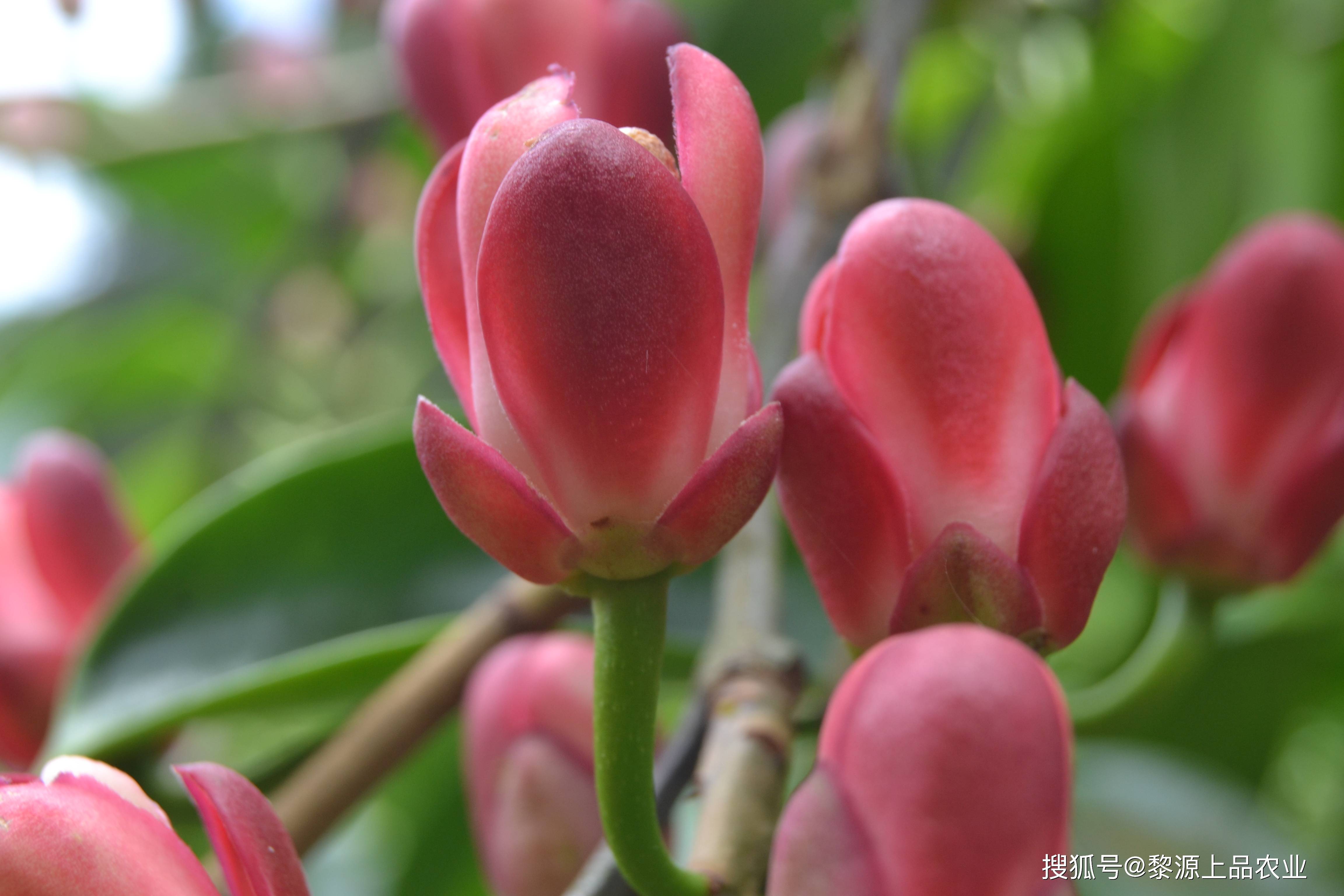 贵州最大布福娜种植基地布福娜花含苞待放吐露芬芳