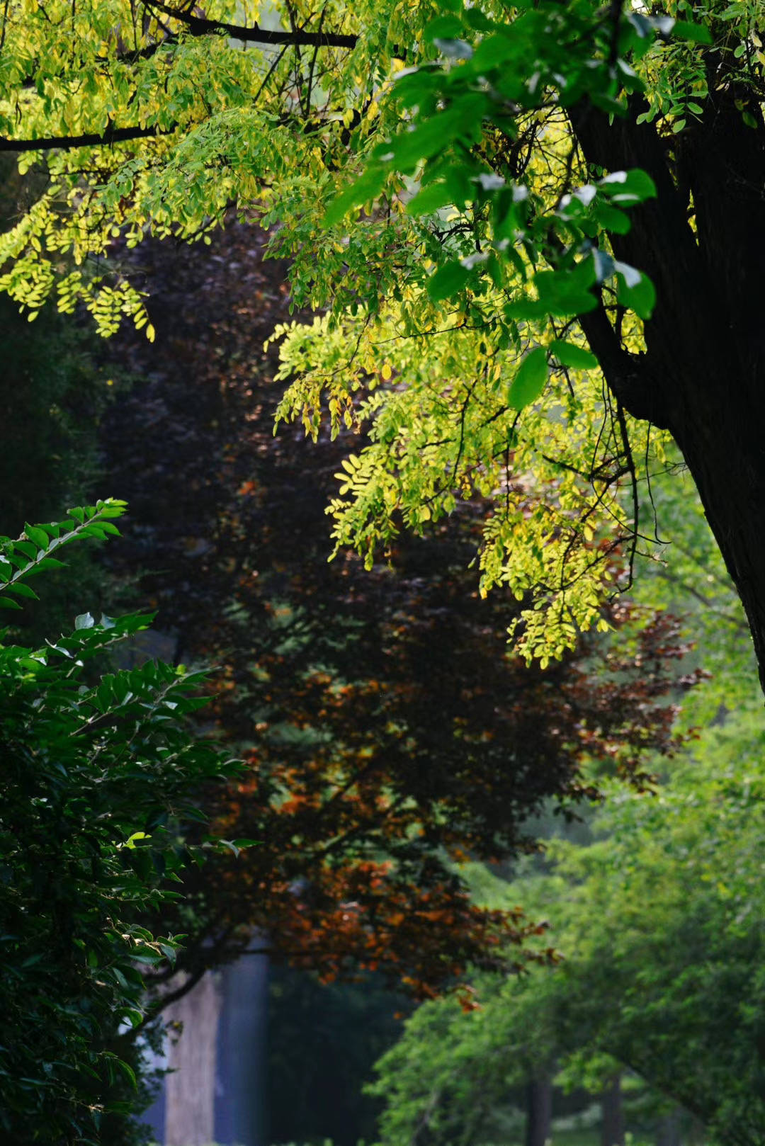 实拍雨过天晴后的地坛公园百花争艳图
