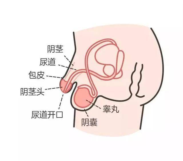 宝宝生殖器官包皮过长和包茎是最最常见的两个割包皮的原因,但很多