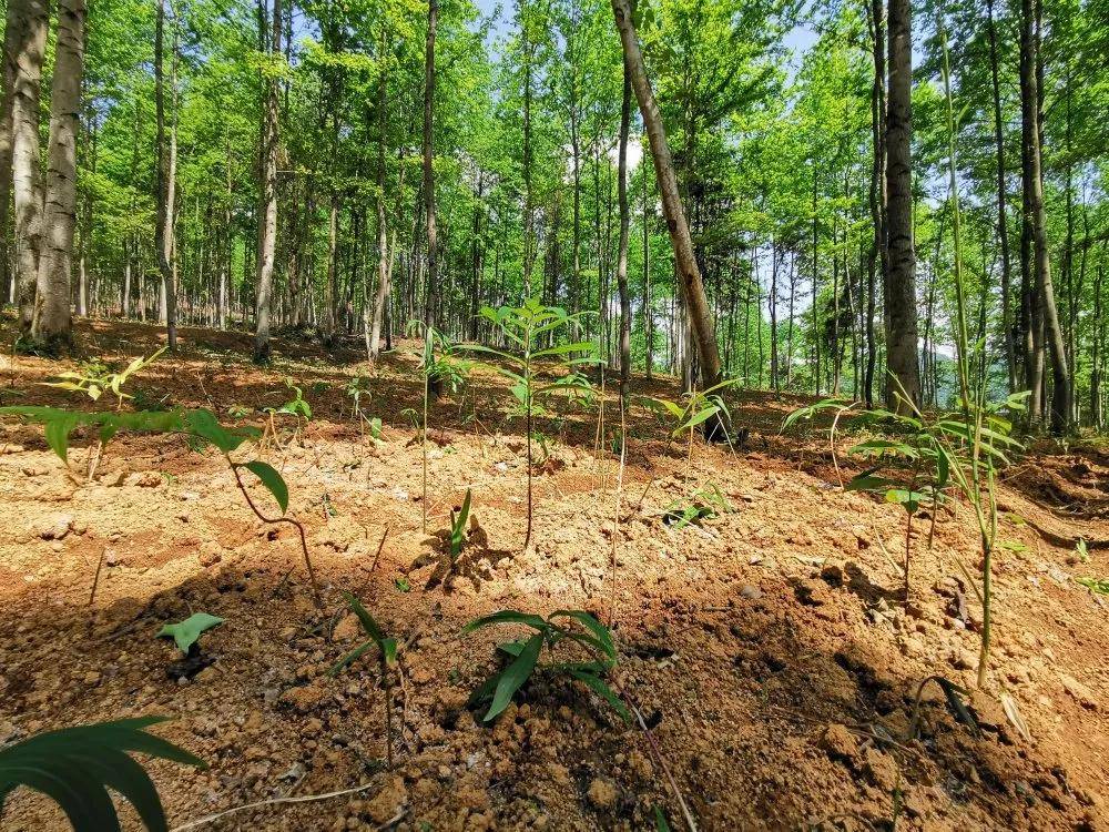 林下黄精种植基地(唐鹏摄)益草源生态农业开发有限公司董事长赖松磊