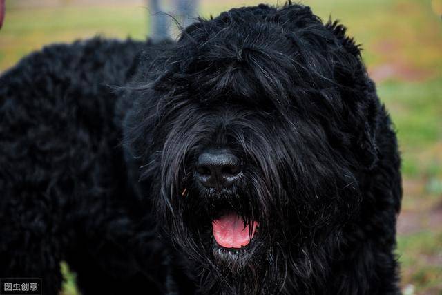 黑狗究竟差在哪里