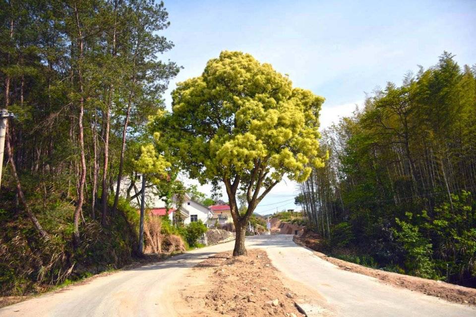 山村1棵150余年苦槠树,修路挡在路中间,看当地人咋处理