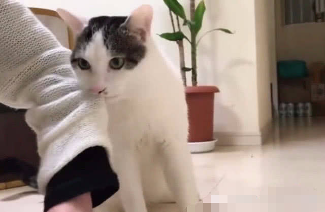 猫咪一直咬着主人的衣服原以为是在撒娇得知原因后大家傻眼了