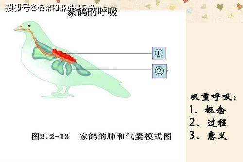 所谓的双重呼吸是什么