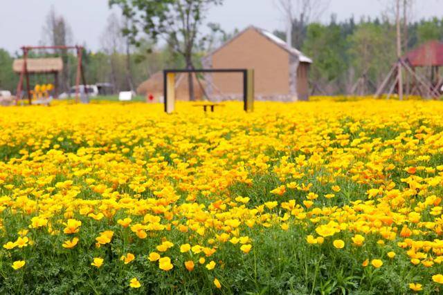 共同舞動,感受音樂的無限魅力 奇妙花境,五彩田園,芳香世界, 蘑菇