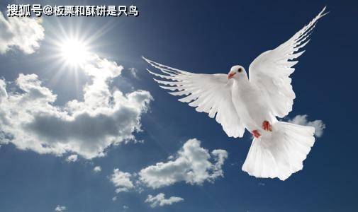 飞鸽传书真的那么神奇吗?《清平乐》好水川之战告诉你,并没有