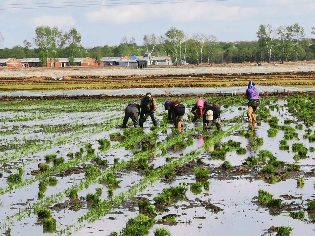 撒向田间都是爱建行黑龙江鹤岗绥滨支行智慧金种子送福利