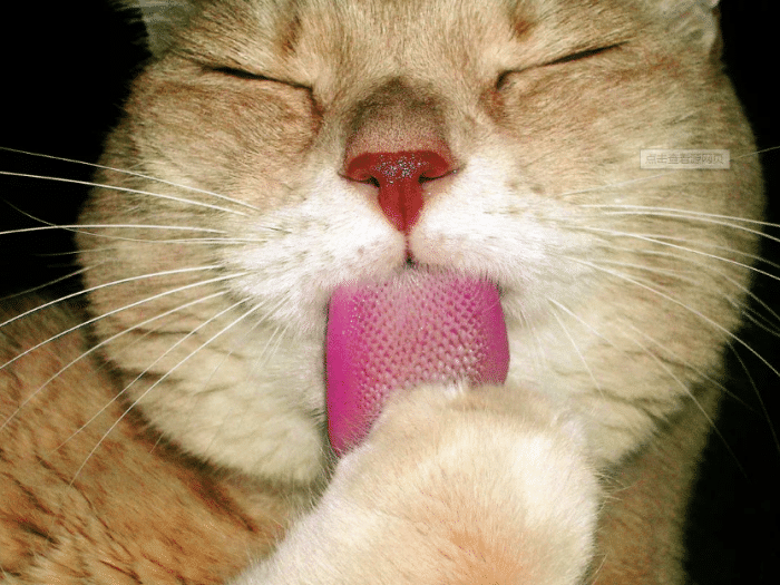 猫交配时为什么会发出撕心裂肺的声音