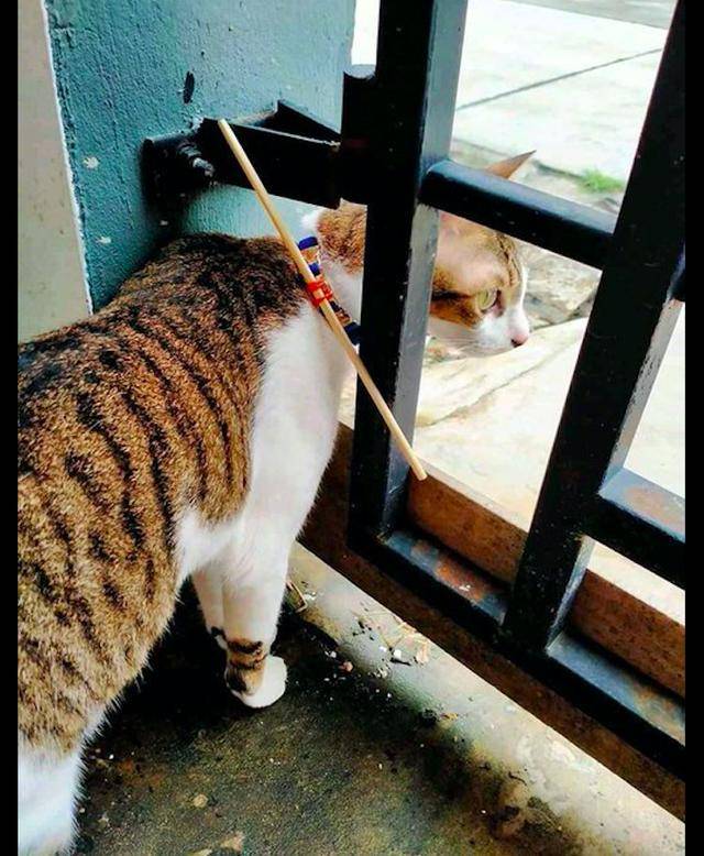 网友为了不让猫咪出门,在它的脖子上栓了根筷子,猫:怎么回事?