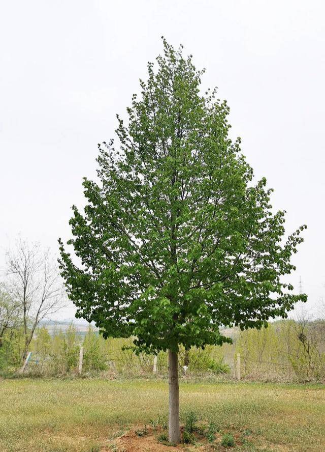 这是苗圃中的绿塔,树形匀称饱满,迷人大气这是苗圃中的绿塔,树形