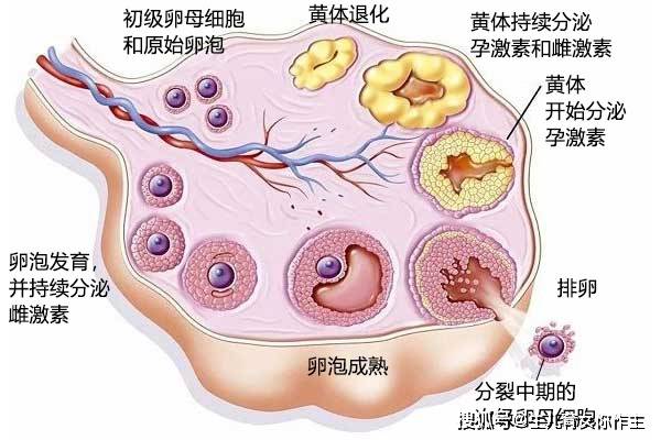 卵细胞(由次级卵母细胞产生)成熟后成为卵子