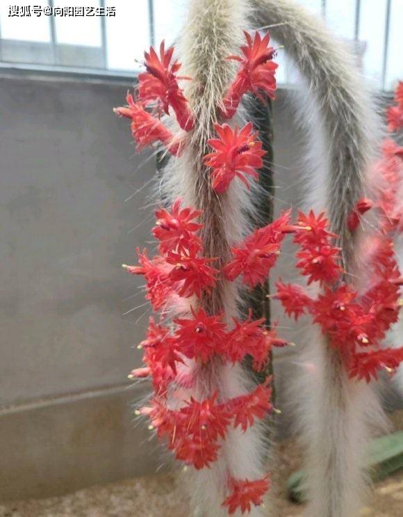 养盆大尾巴摸起来毛茸茸夏天抗旱冬天抗冻还能开红花