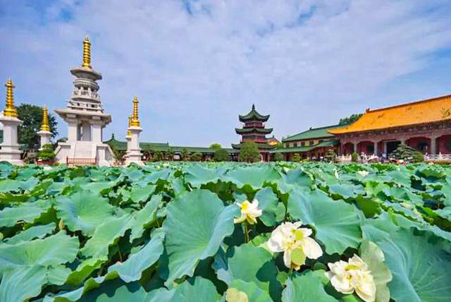 在东林寺前开凿东,西二池,遍种白莲, 藉莲孕心,以莲结社