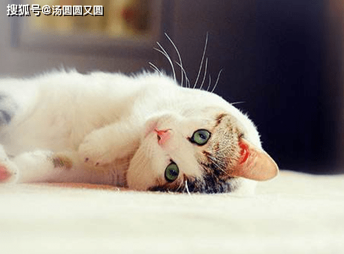 原创个人养宠经验分享猫闹春什么状态猫闹春什么状态会叫吗