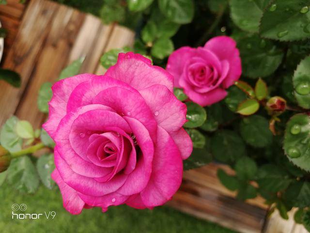 冥王星阳台月季——紫色微月(荷兰阳台系列)