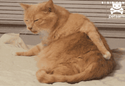 ҽسҽԺȸզ