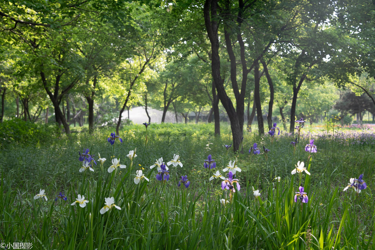 晨光中百花園裡賞百花21種鮮花33張美圖附花名科普呦