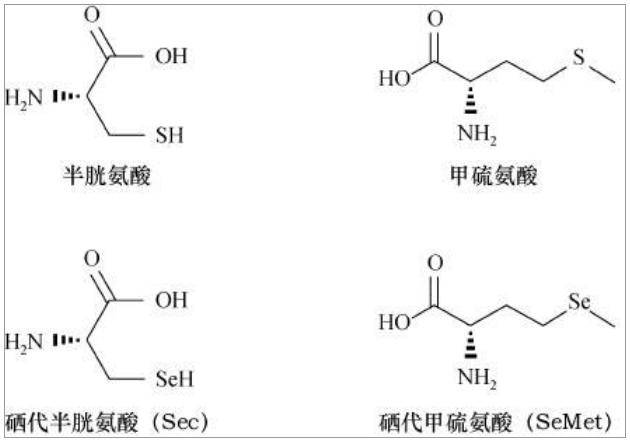 今天给大家分享的是:硒是如何在机体内发挥作用的_蛋白