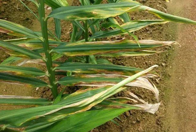 记住大姜的十四种病害才能亩产万斤快收藏分享