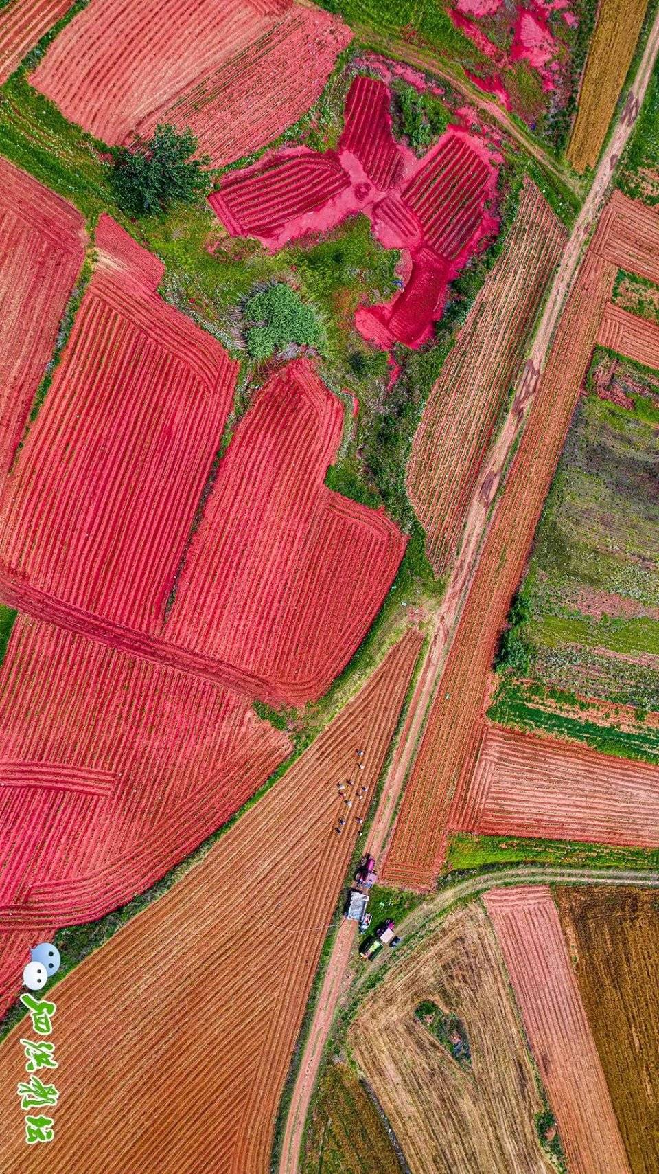 江苏泗洪重岗红土地色彩斑斓引客来