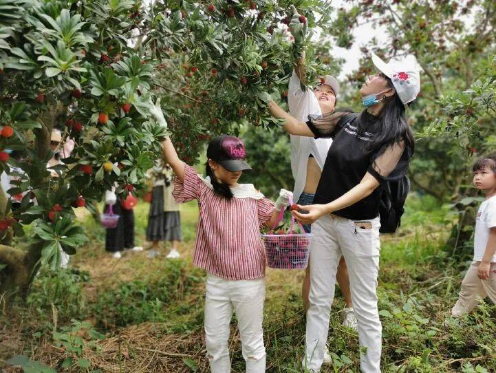 杨梅采摘开园了人气火爆妥妥占据当季水果c位