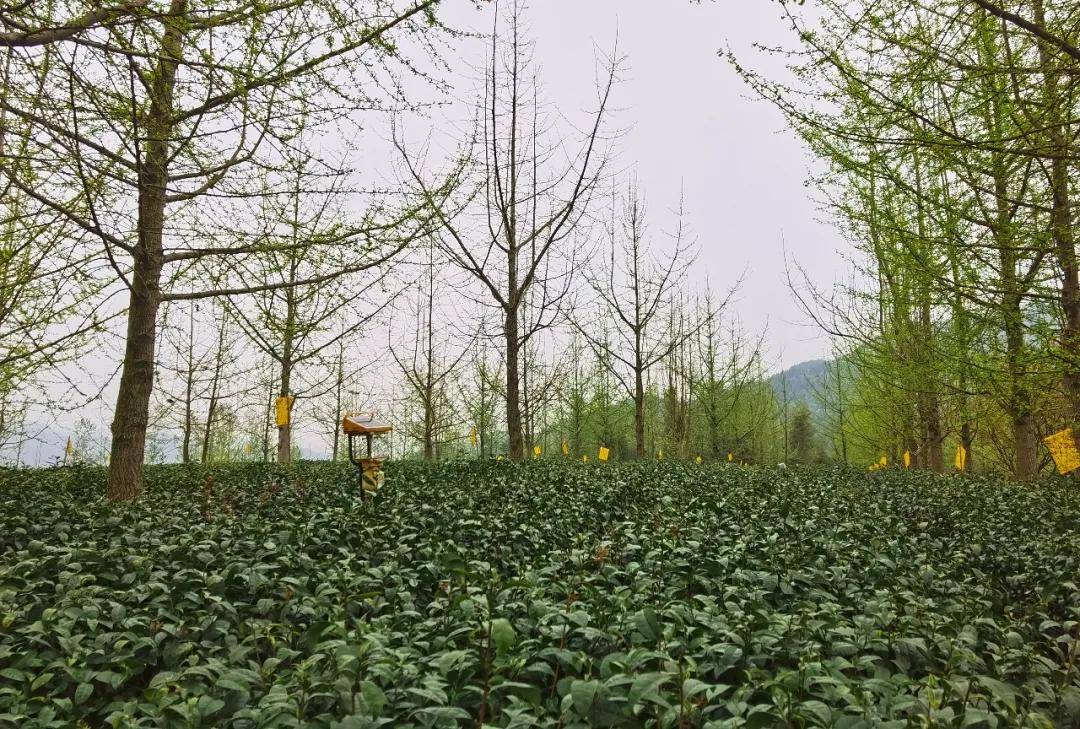 茗边聚焦云翠茶业走多元化发展创品牌化企业