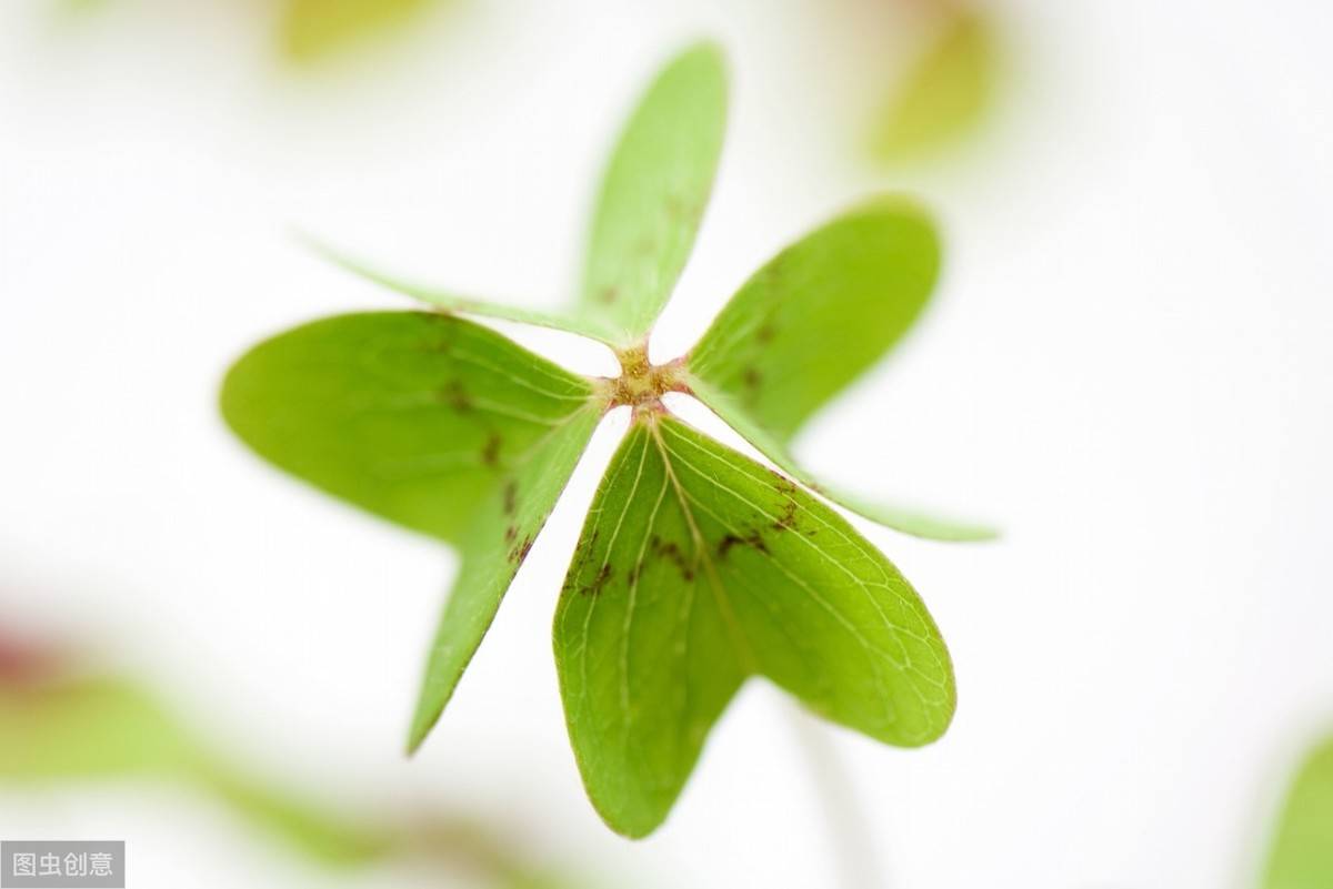 愛的花語之四葉草_幸運