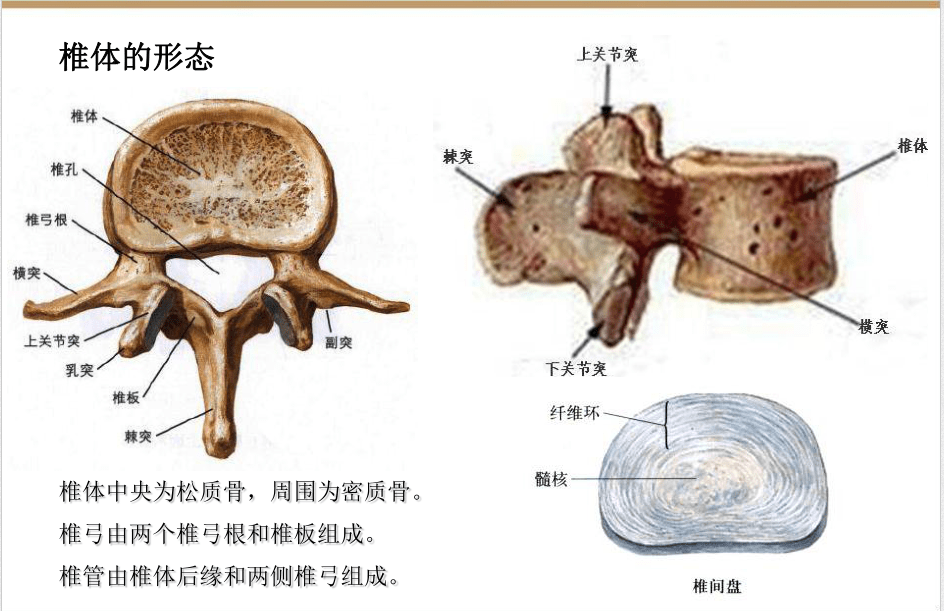 椎管与椎间孔图片