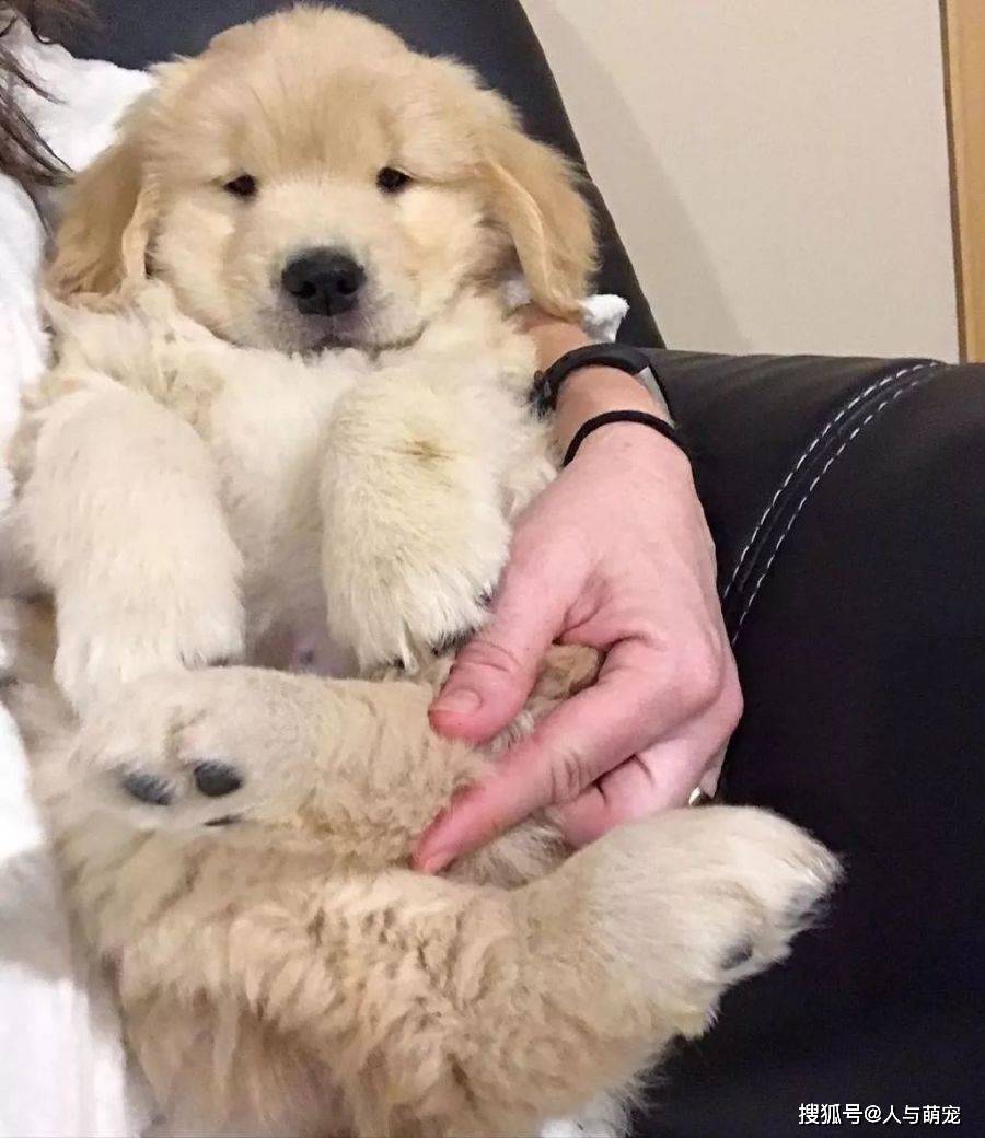 金毛小时候一定不能经常抱它,否则金毛会赖在你身上